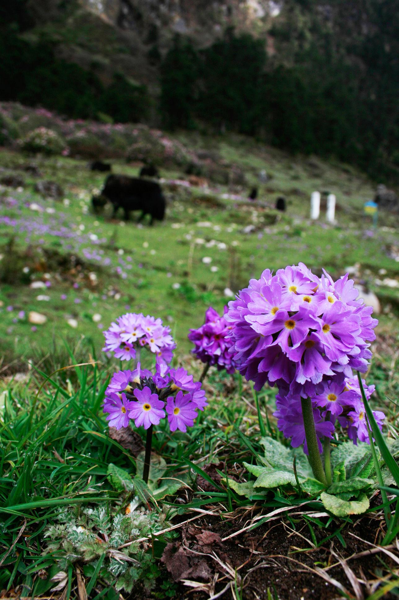 East Sikkim Essentials image