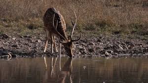 Complete Budget Wildlife Package image