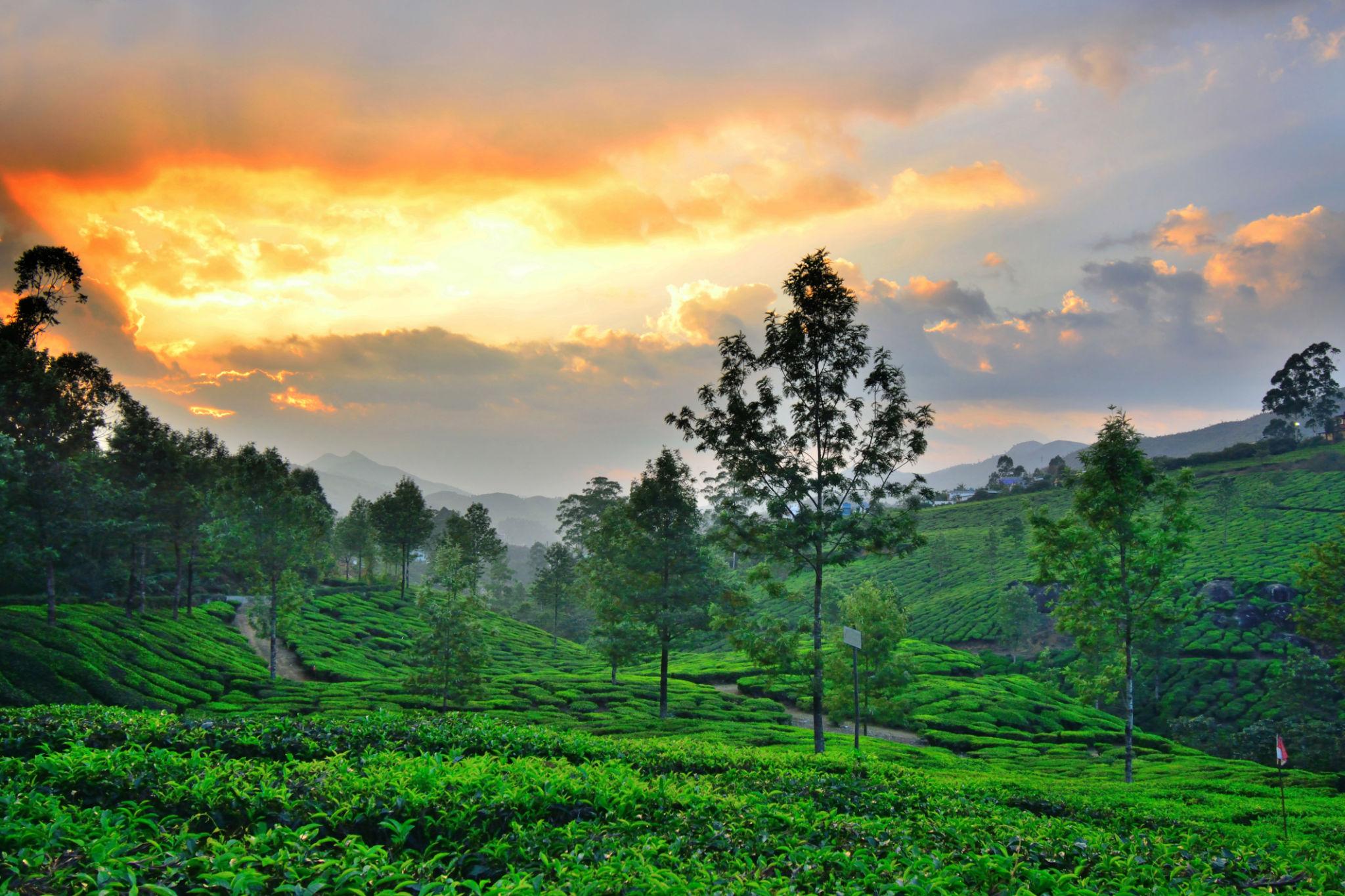 Munnar Scenic Sightseeing Tour image