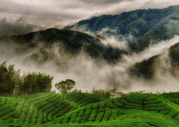 Kochi to Munnar Experience image