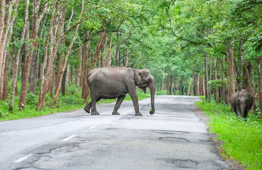 Complete Wayanad Adventure & Wildlife Tour image