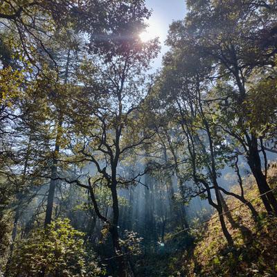 Dehradun Nature Walk & Hiking Experience (Full Day) image 1