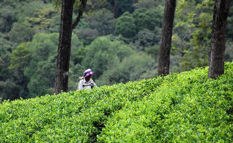 Ooty & Coonoor Scenic Tour image 1