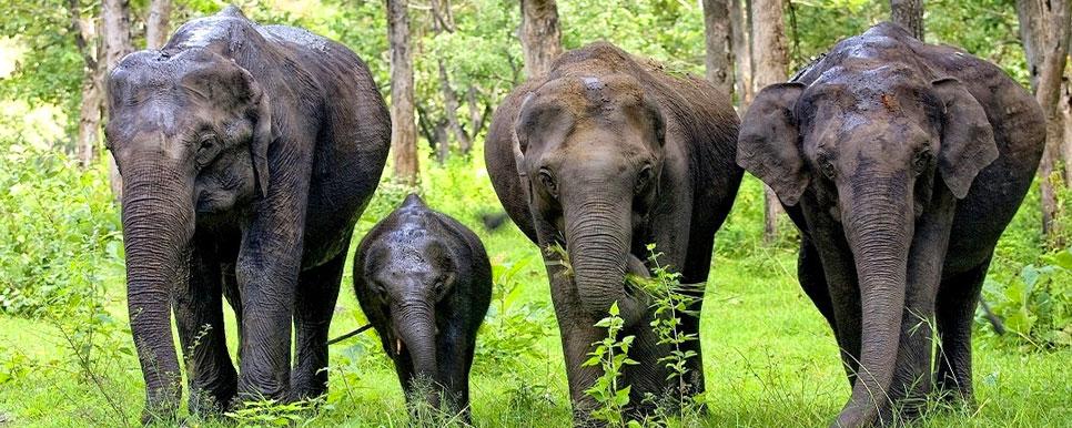 Pykara & Mudumalai Wildlife Experience image 1