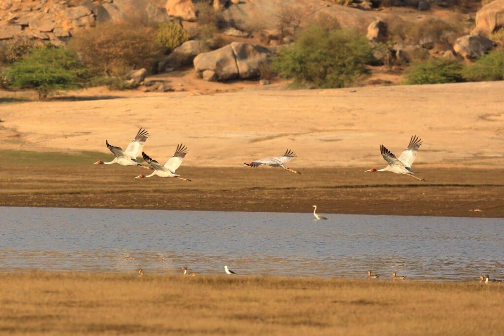 Complete Jawai Wildlife & Nature Experience image 1
