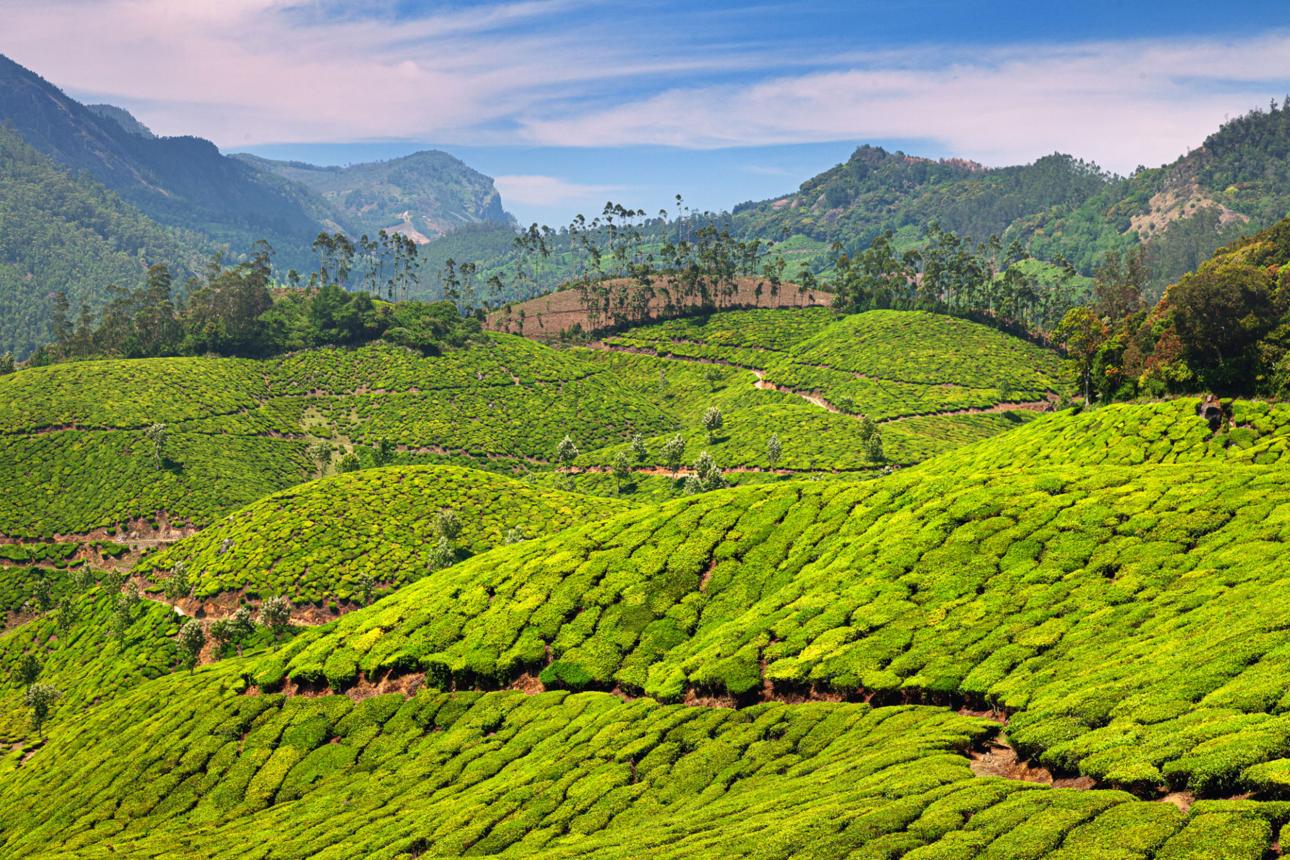 Munnar Tea Garden & Nature Explorer image 1