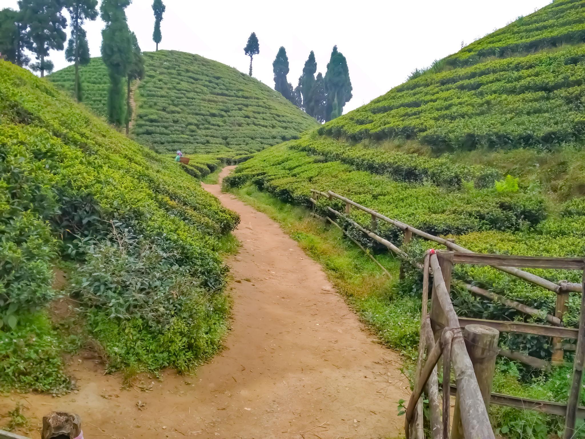 Complete Darjeeling Himalayan Experience image 1