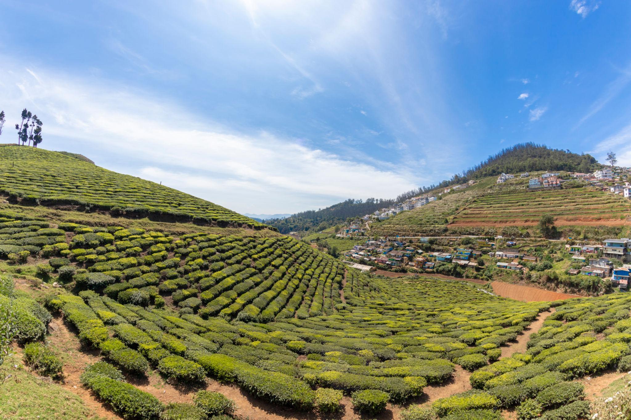 Ooty Highlights Tour image 1
