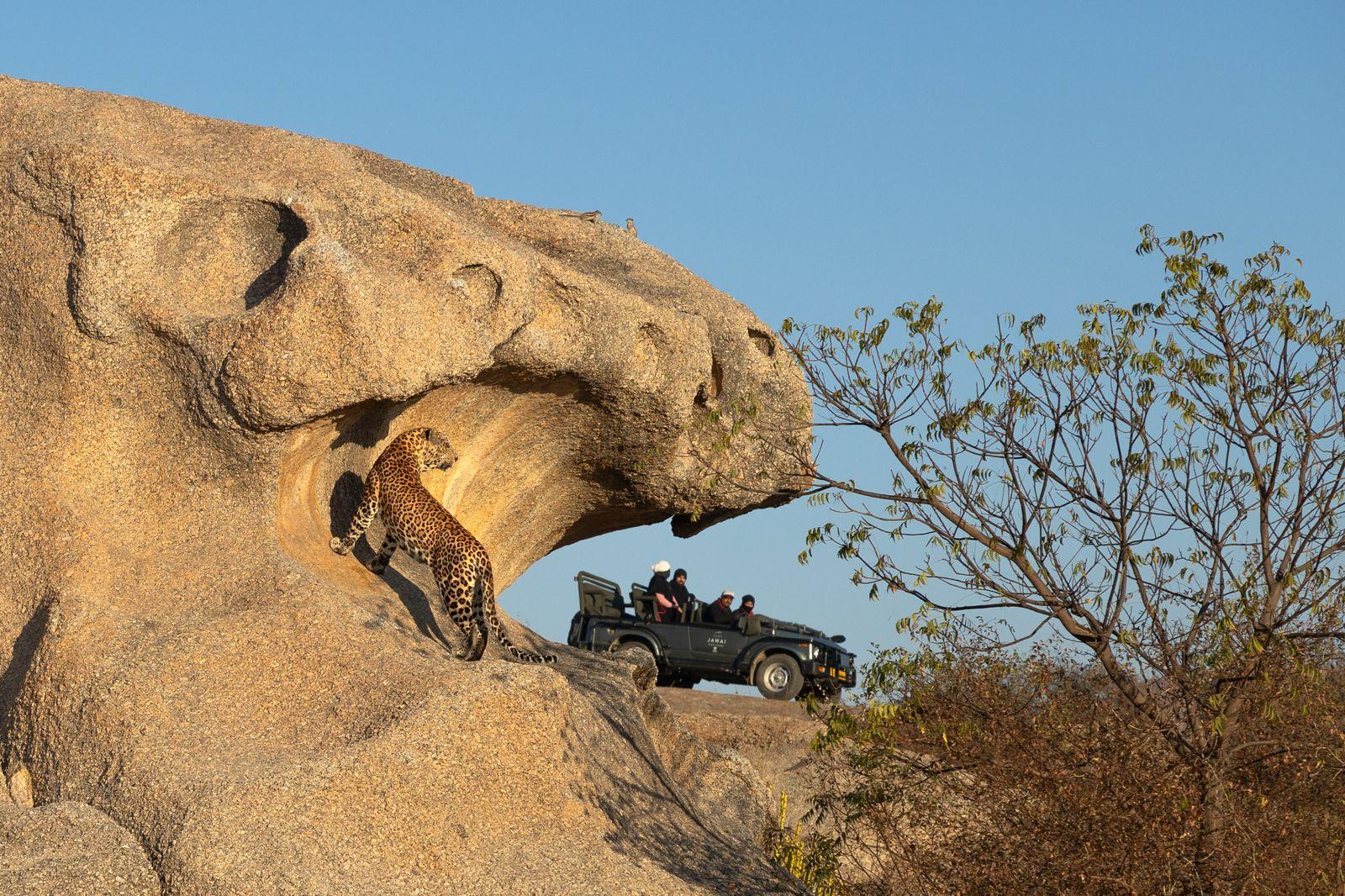 Jawai Wildlife Explorer image 1