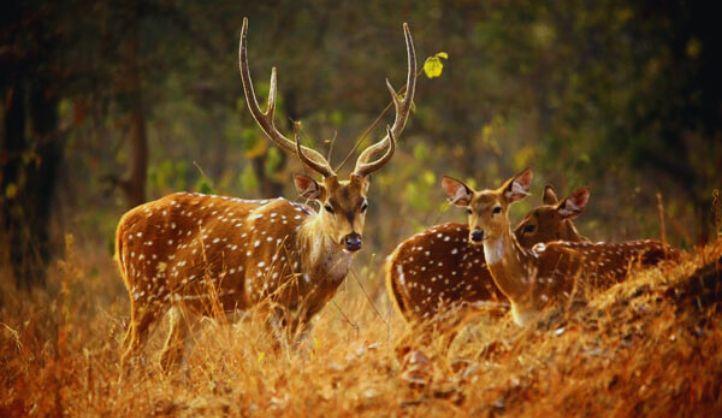 Complete Pithoragarh Himalayan Experience image 1