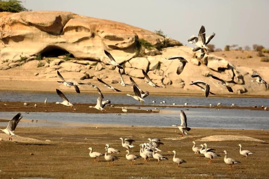 Complete Jawai Adventure & Nature Tour image 1
