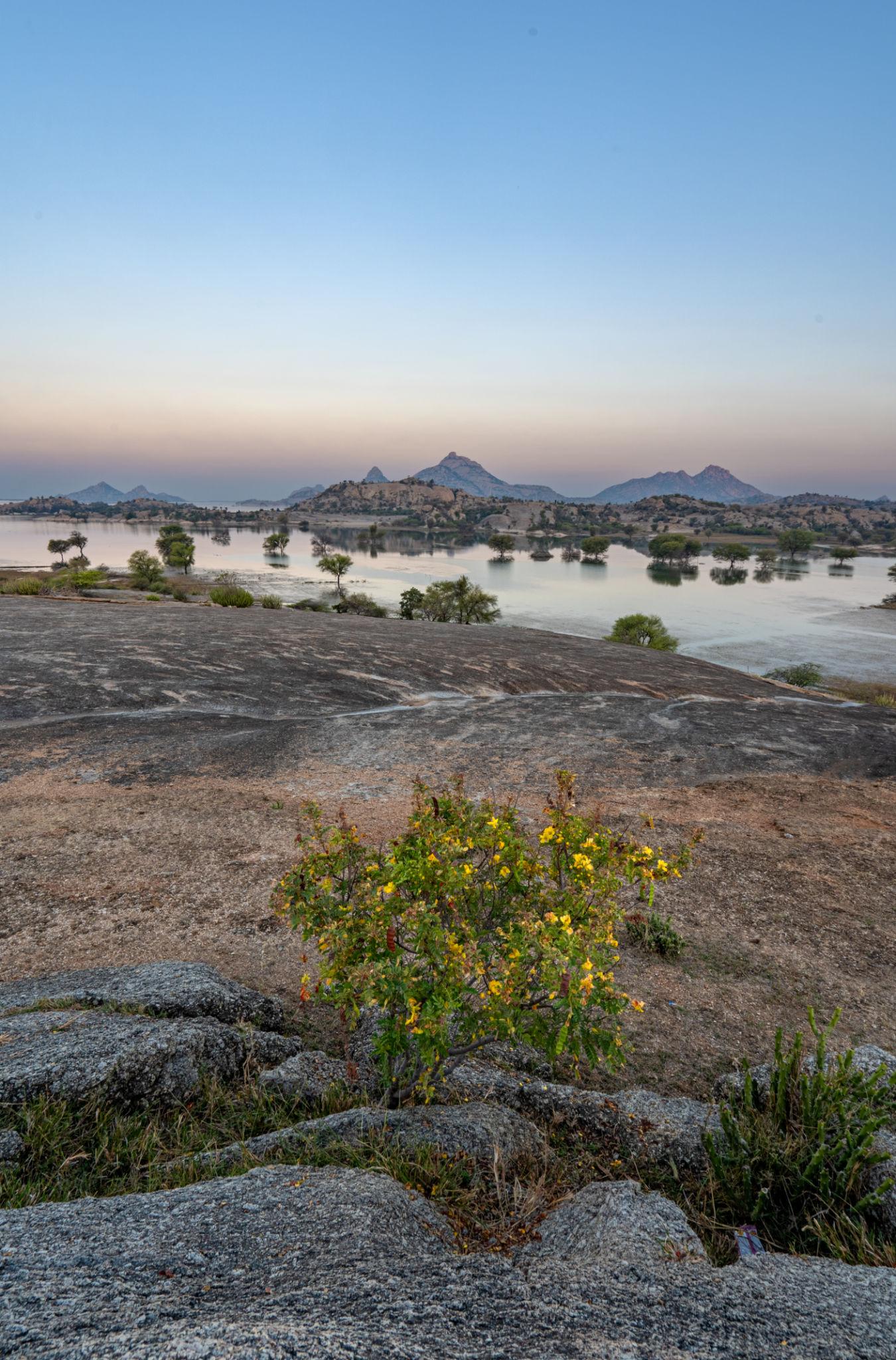 Morning Leopard Safari Experience image 1