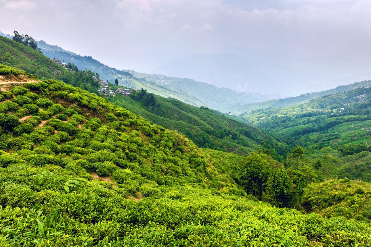 Darjeeling Highlights Tour image 1