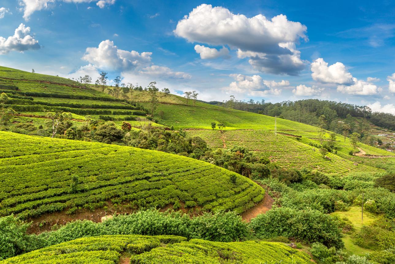 Sri Lanka Highlights Tour image 1