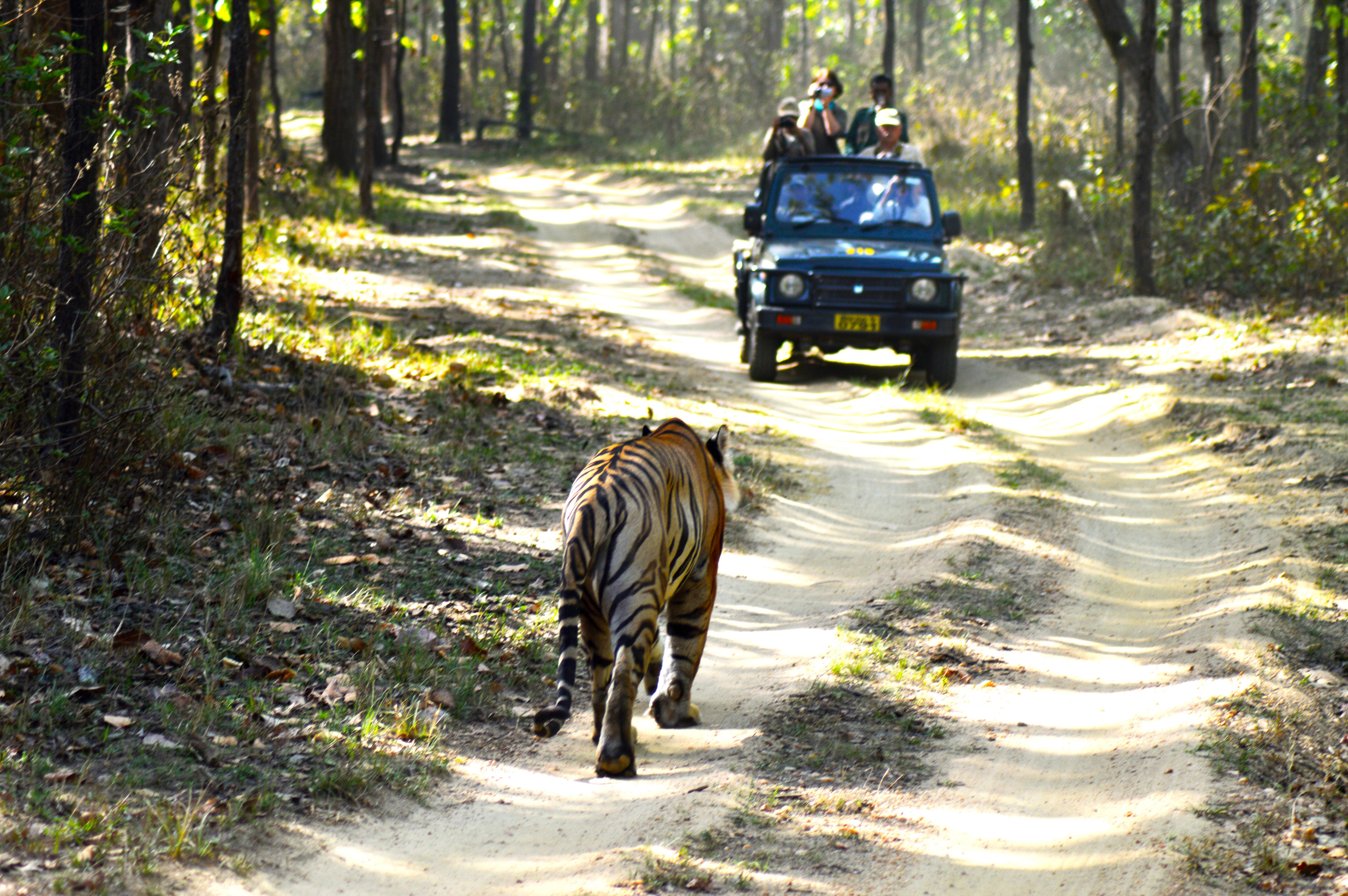 Complete Wild India Tiger Safari Tour image 1