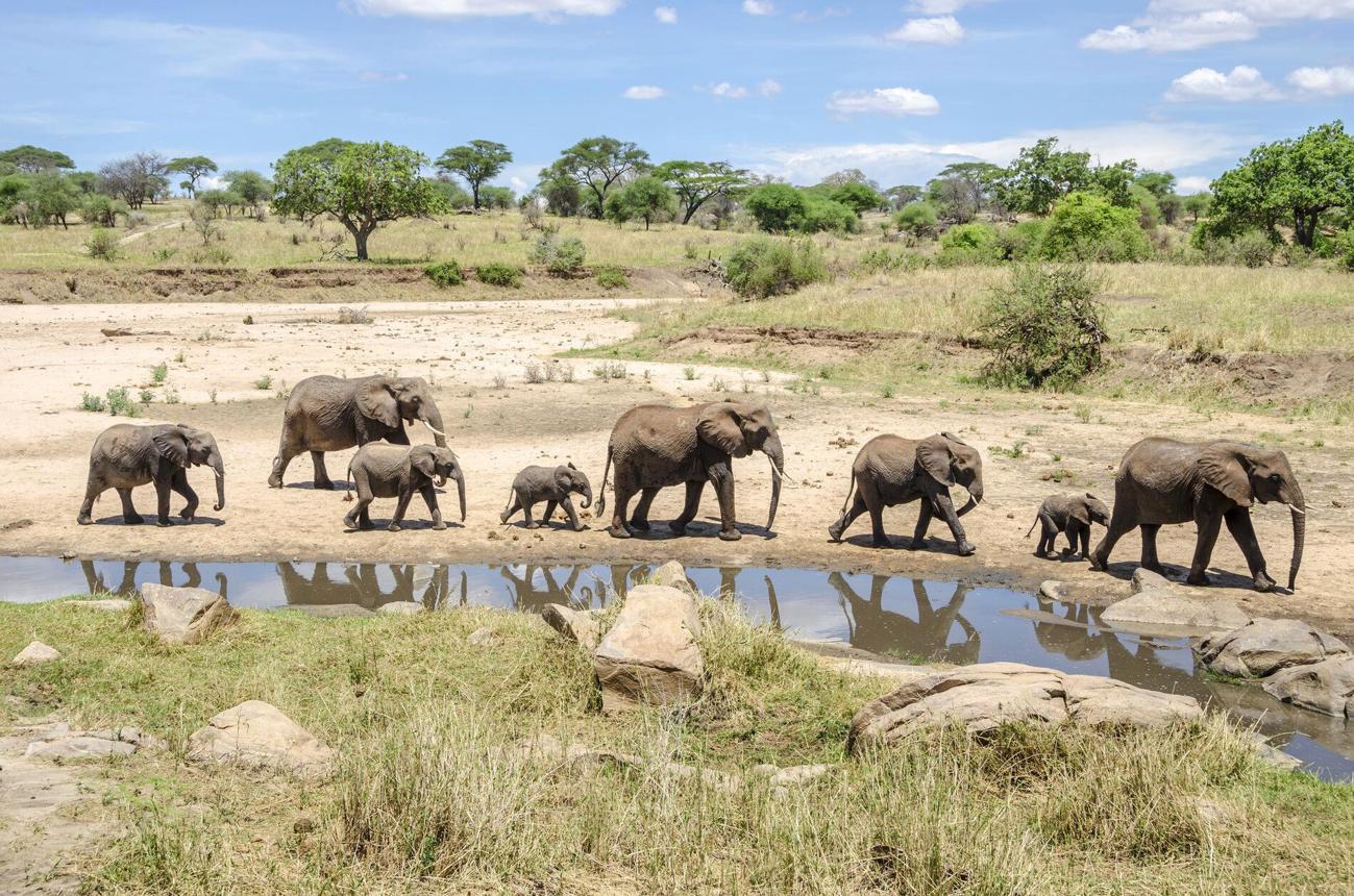 Tanzania Classic Wildlife Safari image 1