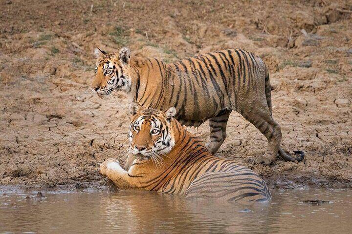 Khajuraho & Panna Heritage and Wildlife Tour image 1