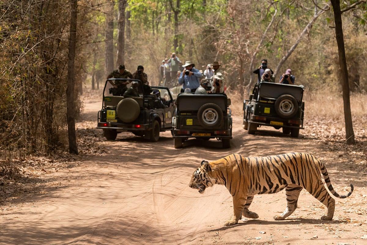 Madhya Pradesh Nature, Wildlife & Heritage Tour image 1