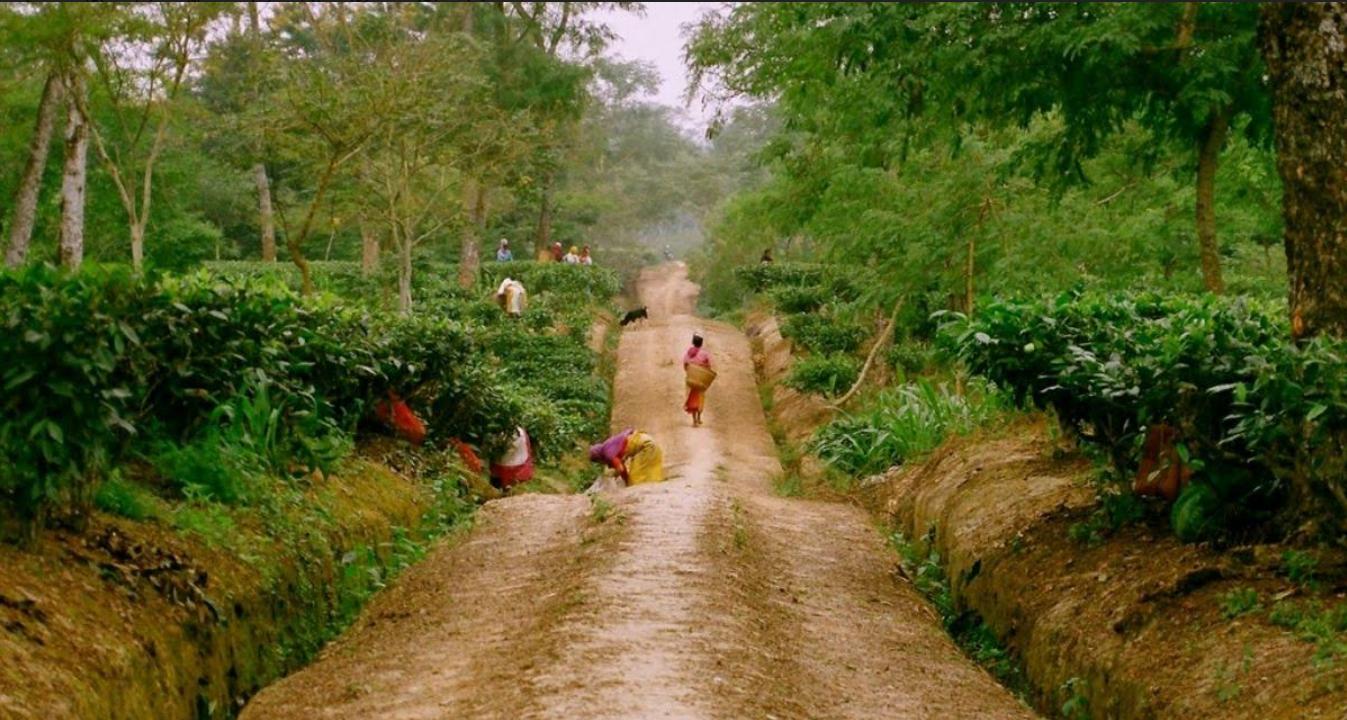 Jaldapara Wildlife & North Bengal Experience image 1