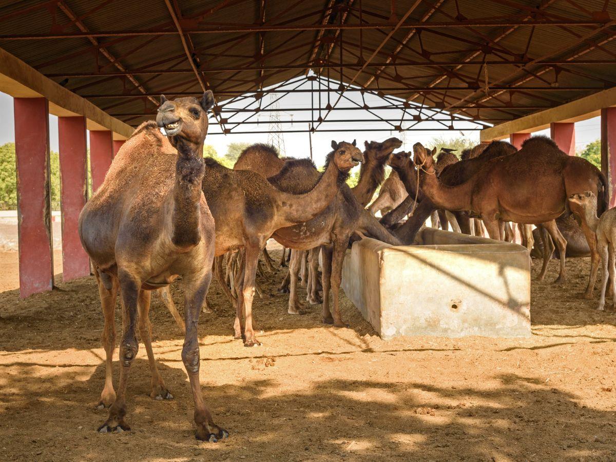 Bikaner Camel Heritage & Deshnoke Experience image 1