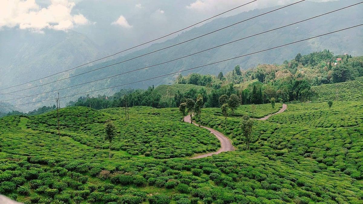 Jaldapara Wildlife & Tea Garden Experience image 1