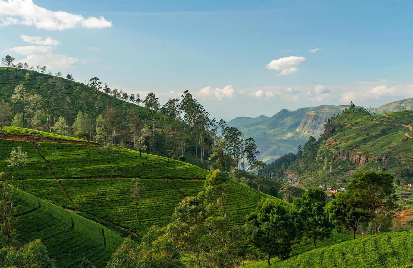 Sri Lanka Cultural & Hill Country Tour image 1