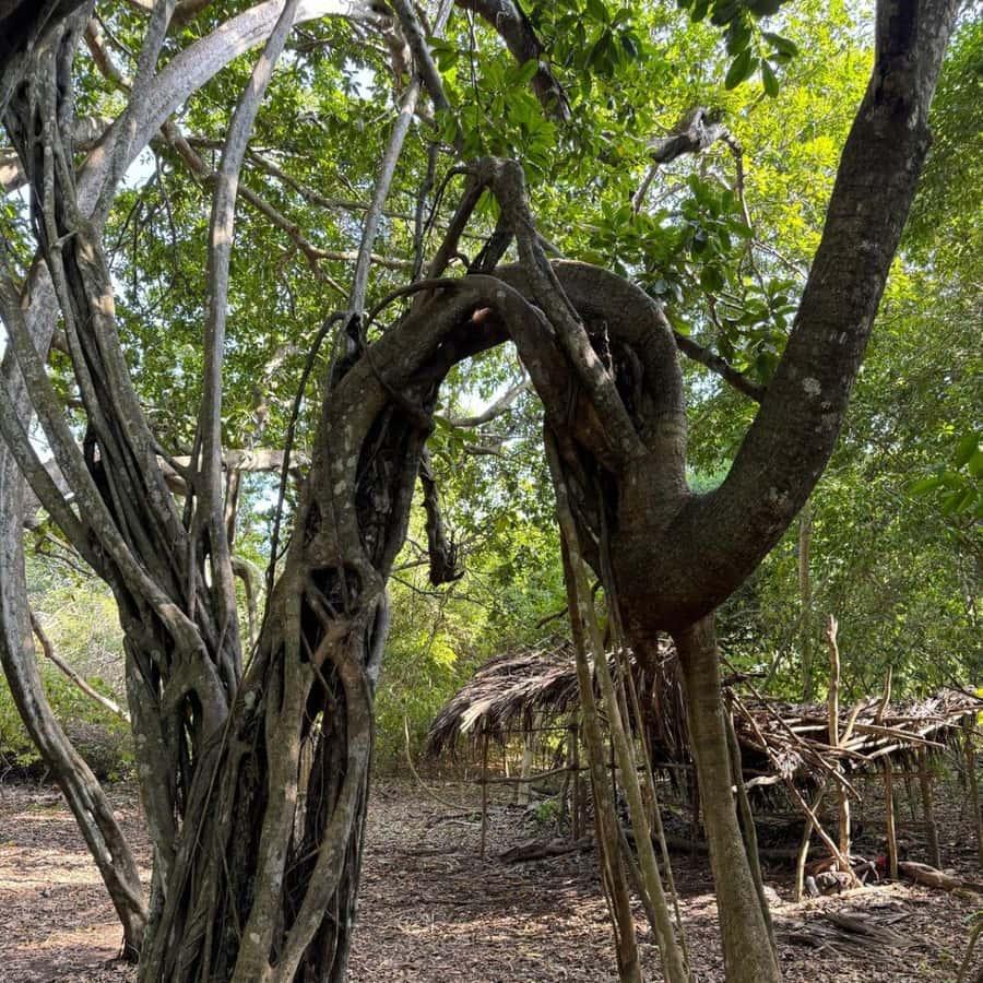 Kaya Kinondo Cultural Experience image 1