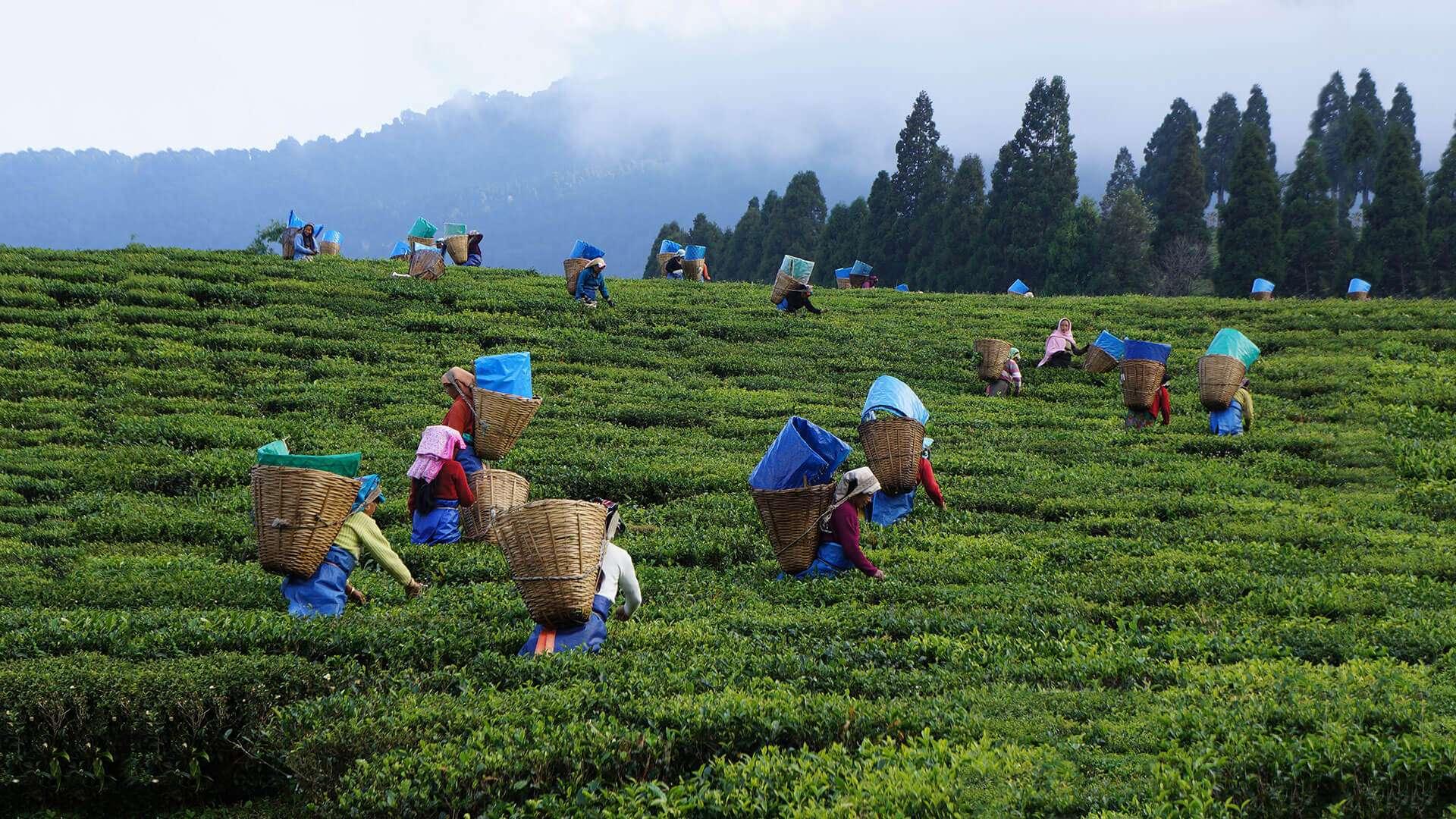 Darjeeling Tea Garden & Local Culture Experience image 1
