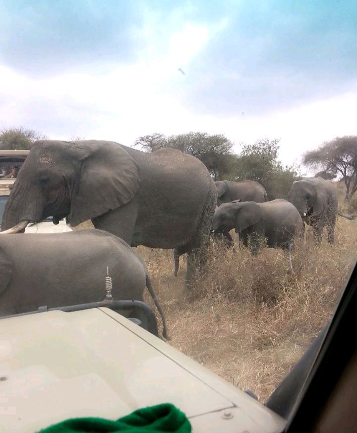 3Day 2Night Adventurous Safari-Tanzania image 1