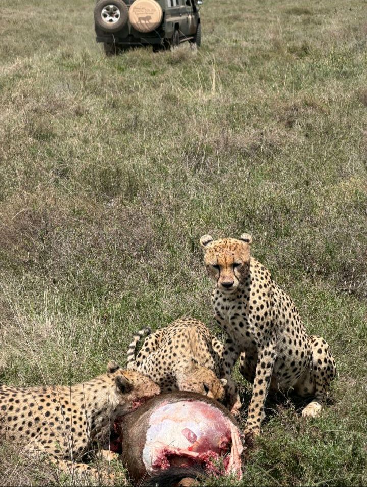 2Day 1Night to Superb Serengeti!! image 1