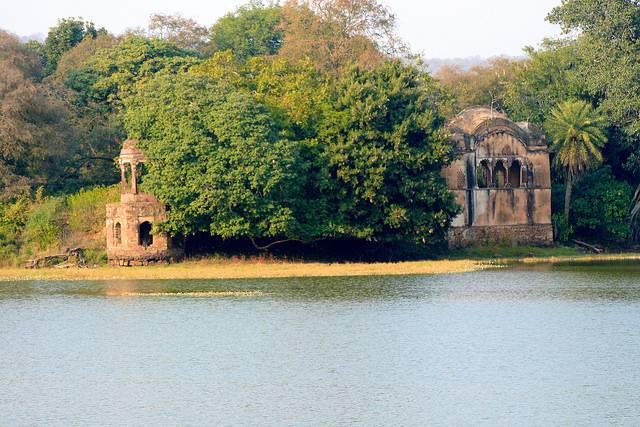 Ranthambore Tiger Safari Experience image 1