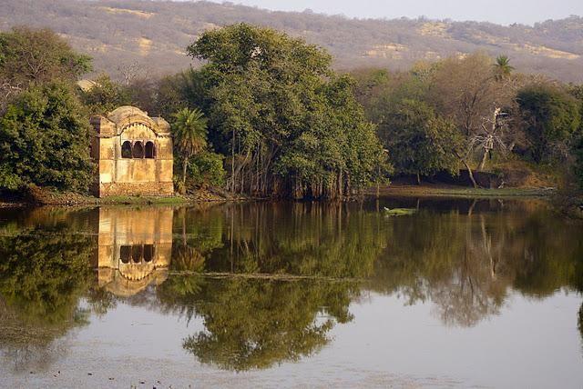 Ranthambore Wildlife & Heritage Tour image 1