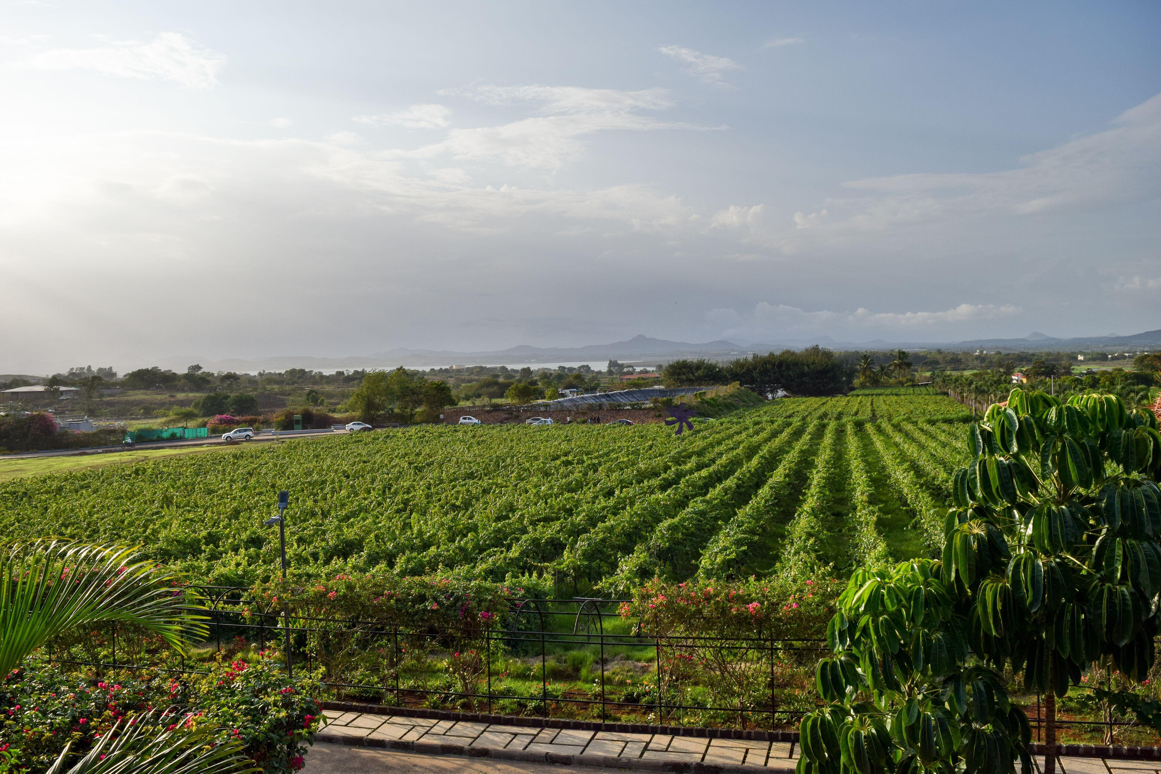 Nashik Vineyard & Cultural Experience image 1