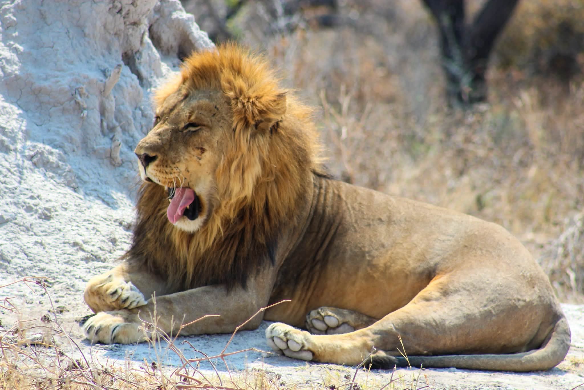 5 DAYS & 4 NIGHTS TANZANIA MIDRANGE WILDLIFE SAFARIS PROGRAM. image 1