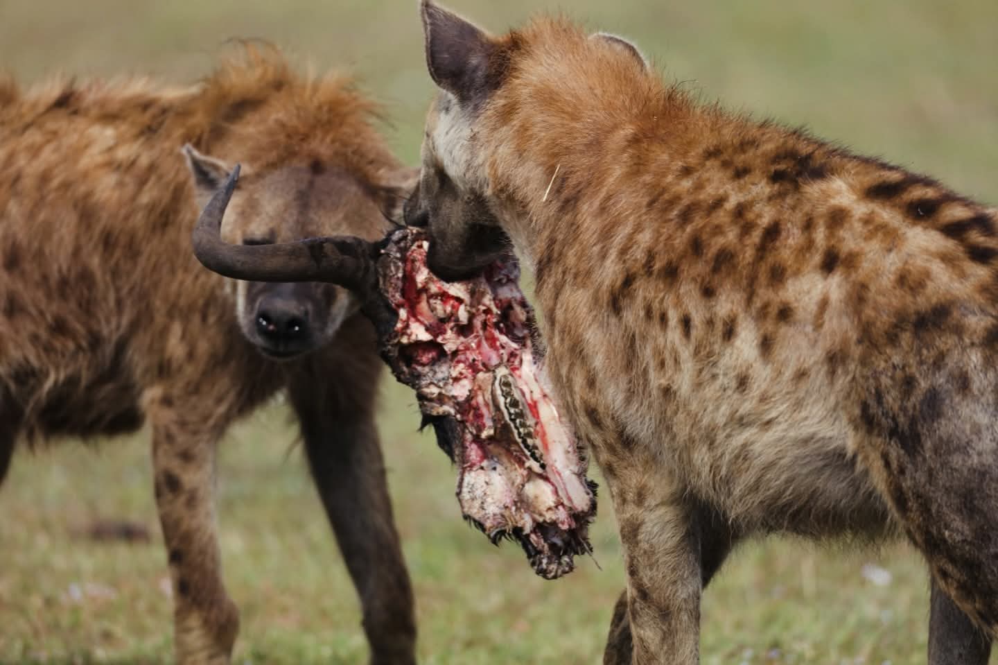 7 DAYS & 6 NIGHTS TANZANIA UNIQUE MID-RANGE WILDLIFE SAFARIS PROGRAM. image 1