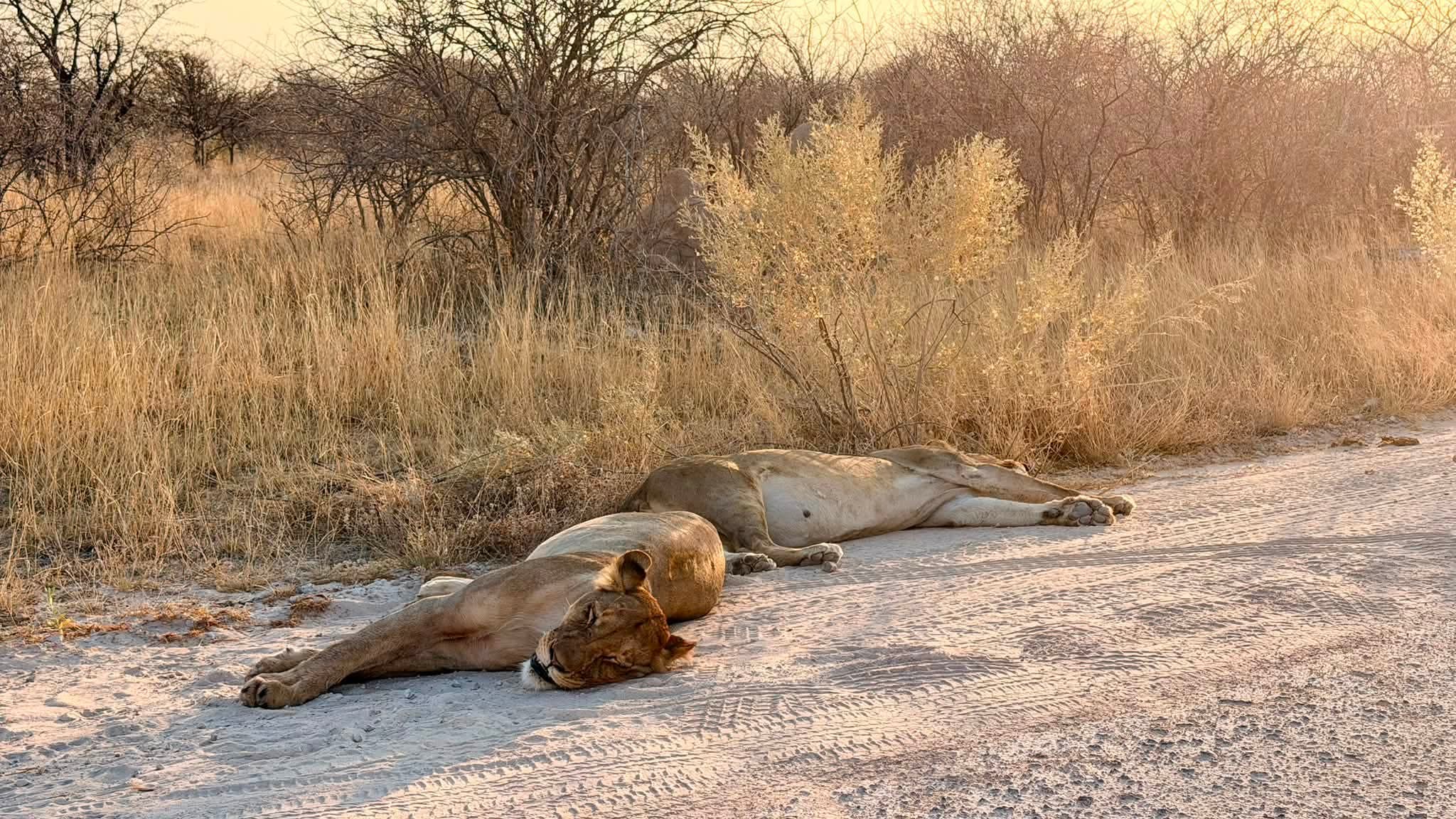 6 DAYS & 5 NIGHTS TANZANIA UNIQUE MID-RANGE SAFARIS PROGRAM. image 1