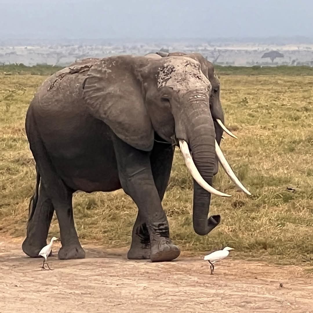 4 DAYS & 3 NIGHTS TANZANIA UNIQUE MID-RANGE SAFARIS PROGRAM. image 1