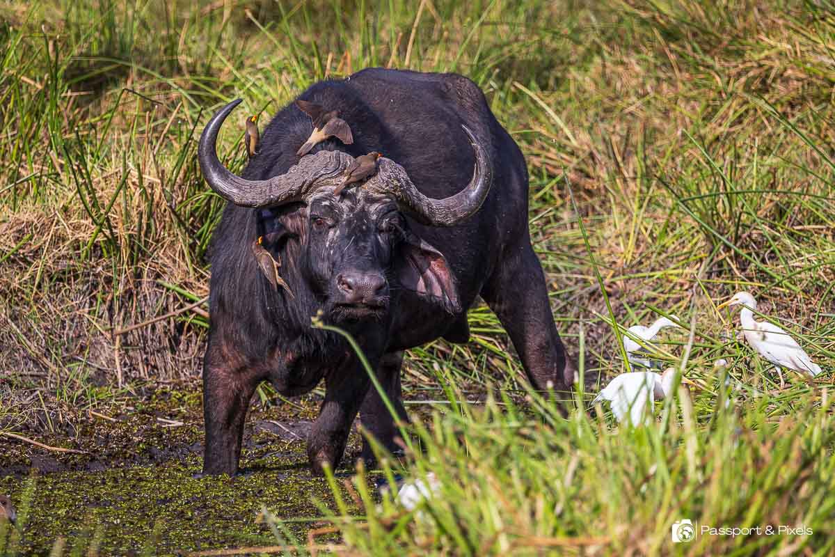4 DAYS & 3 NIGHTS SAFARI TO TARANGIRE, NGORONGORO & SERENGETI image 1