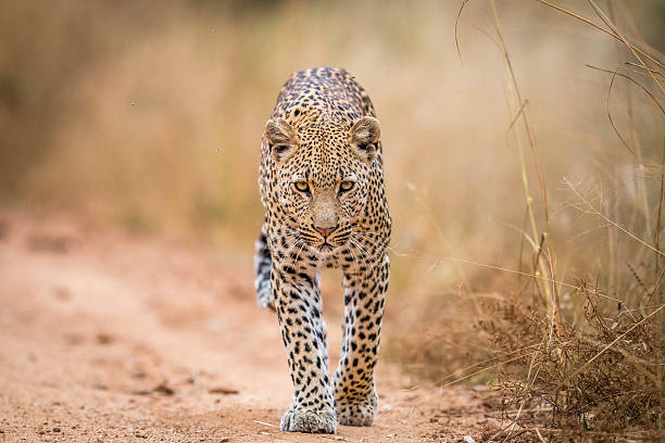 5 DAYS & 4 NIGHTS SAFARI TO TARANGIRE, NGORONGORO, SERENGETI & MANYARA. image 1