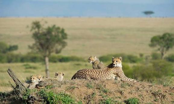 6 DAYS & 5 NIGHTS SAFARI TO TARANGIRE, MANYARA, SERENGETI, NGORONGORO. image 1