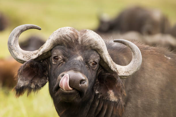 8 DAYS & 7 NIGHTS SAFARI TO TARANGIRE, LAKE MANYARA, NGORONGORO & SERENGETI. image 1