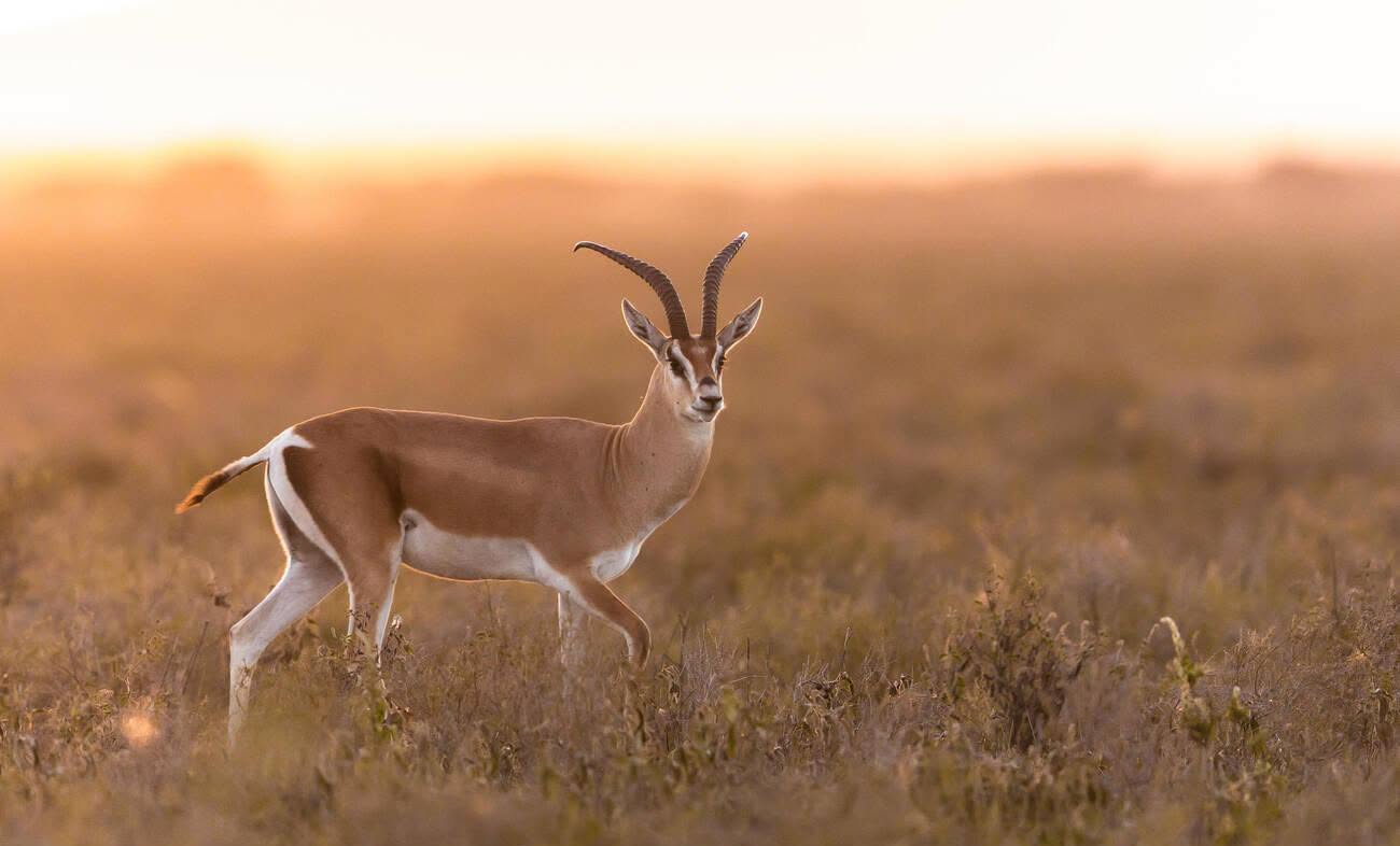 9 DAYS & 8 NIGHTS SAFARI TO TARANGIRE, SERENGETI, NGORONGORO, LAKE MANYARA. image 1