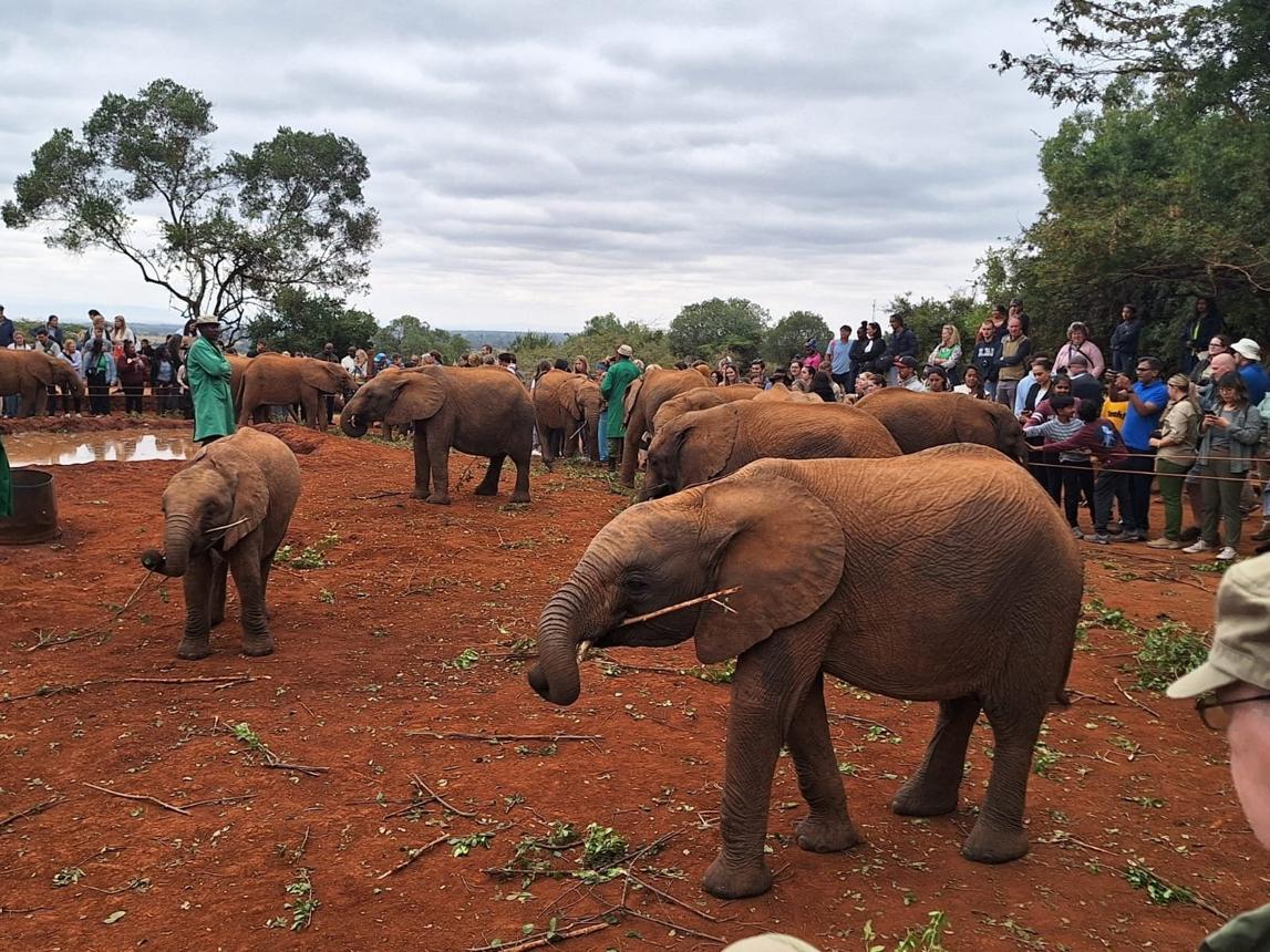 Nairobi Wildlife & Conservation Tour image 1