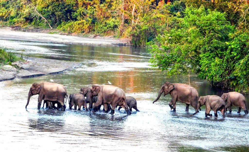 Buxa & Jayanti Wildlife Experience image 1