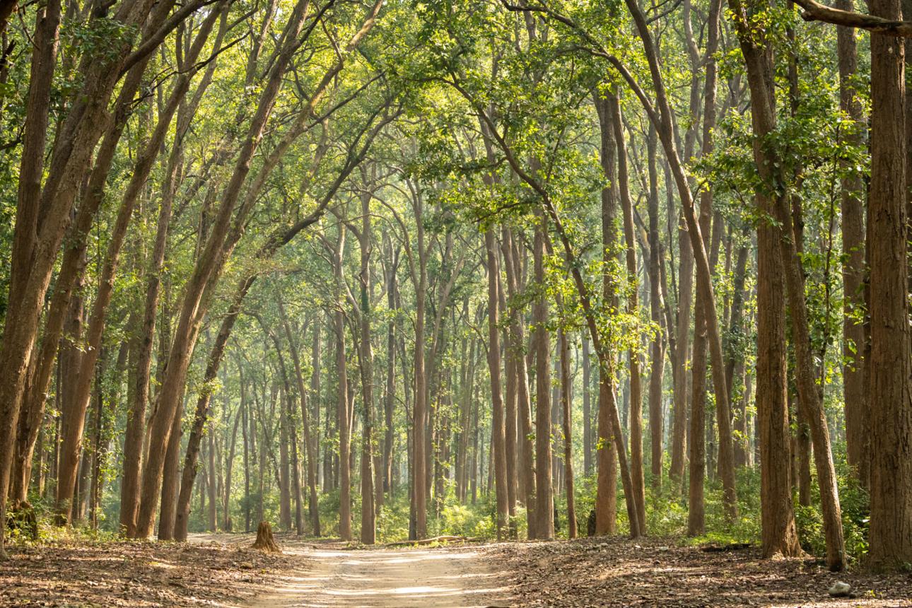 Corbett Wildlife & Nature Experience image 1