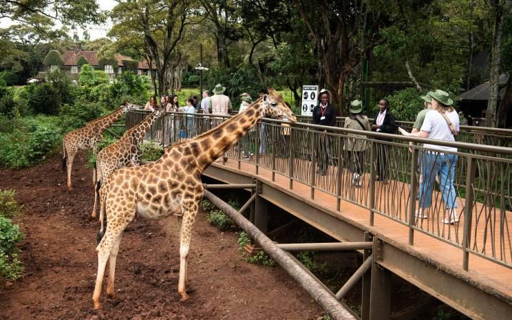 Nairobi Wildlife, History & Culture Tour image 1