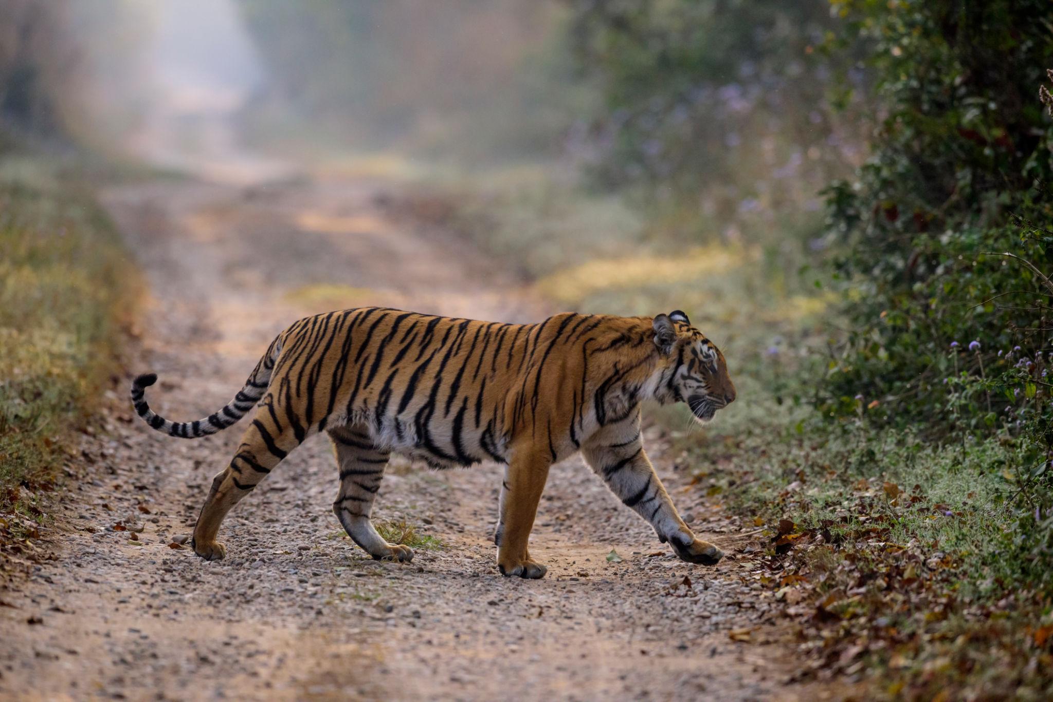 Jim Corbett Wildlife & Jungle Safari Experience image 1