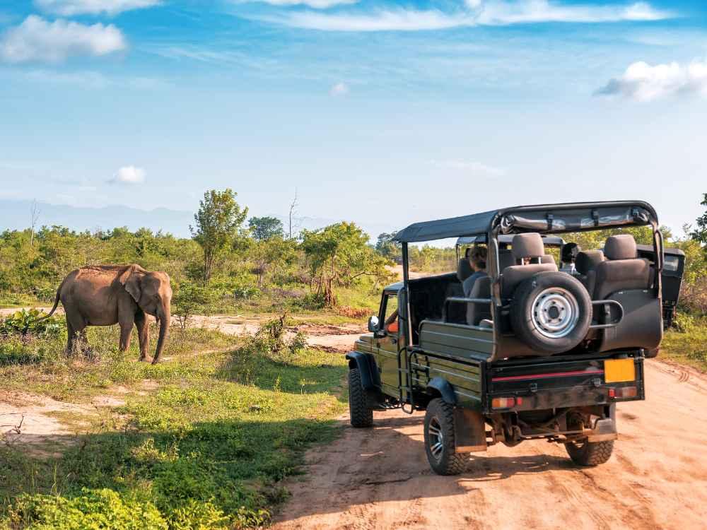 Yala National Park Wildlife Safari image 1