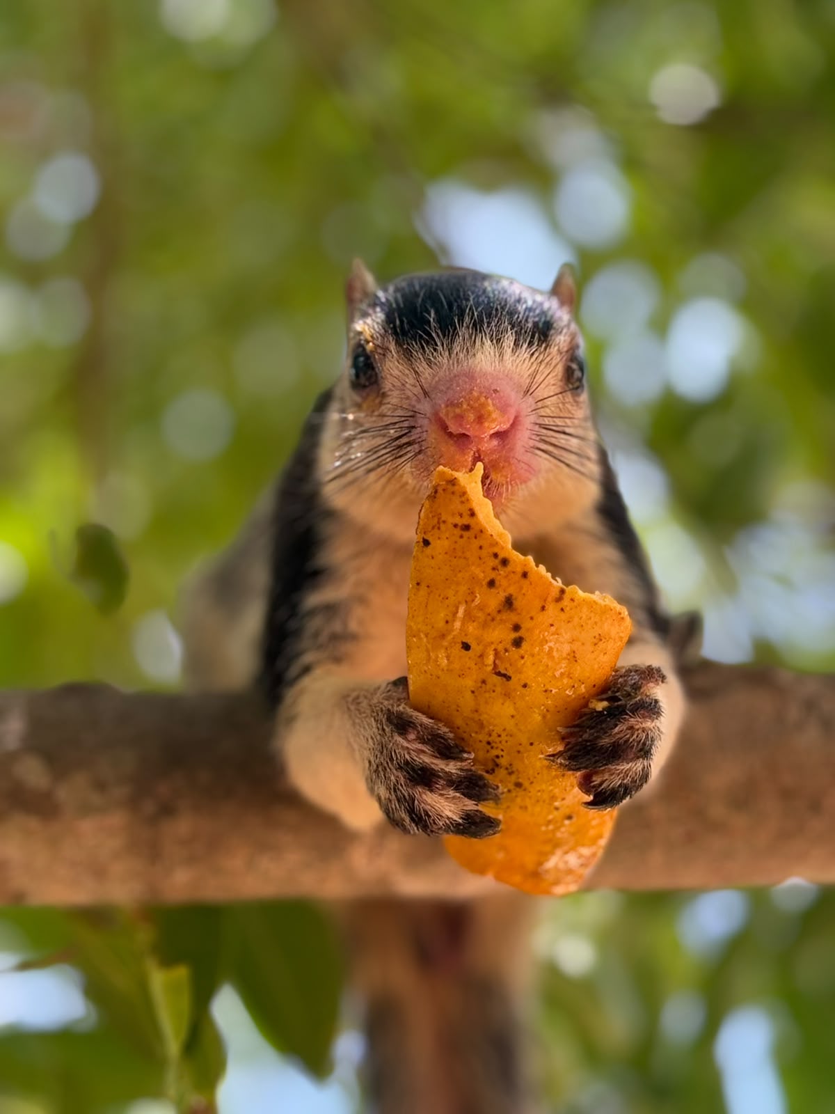 Sri Lanka Wildlife Safari & Nature Experience image 1