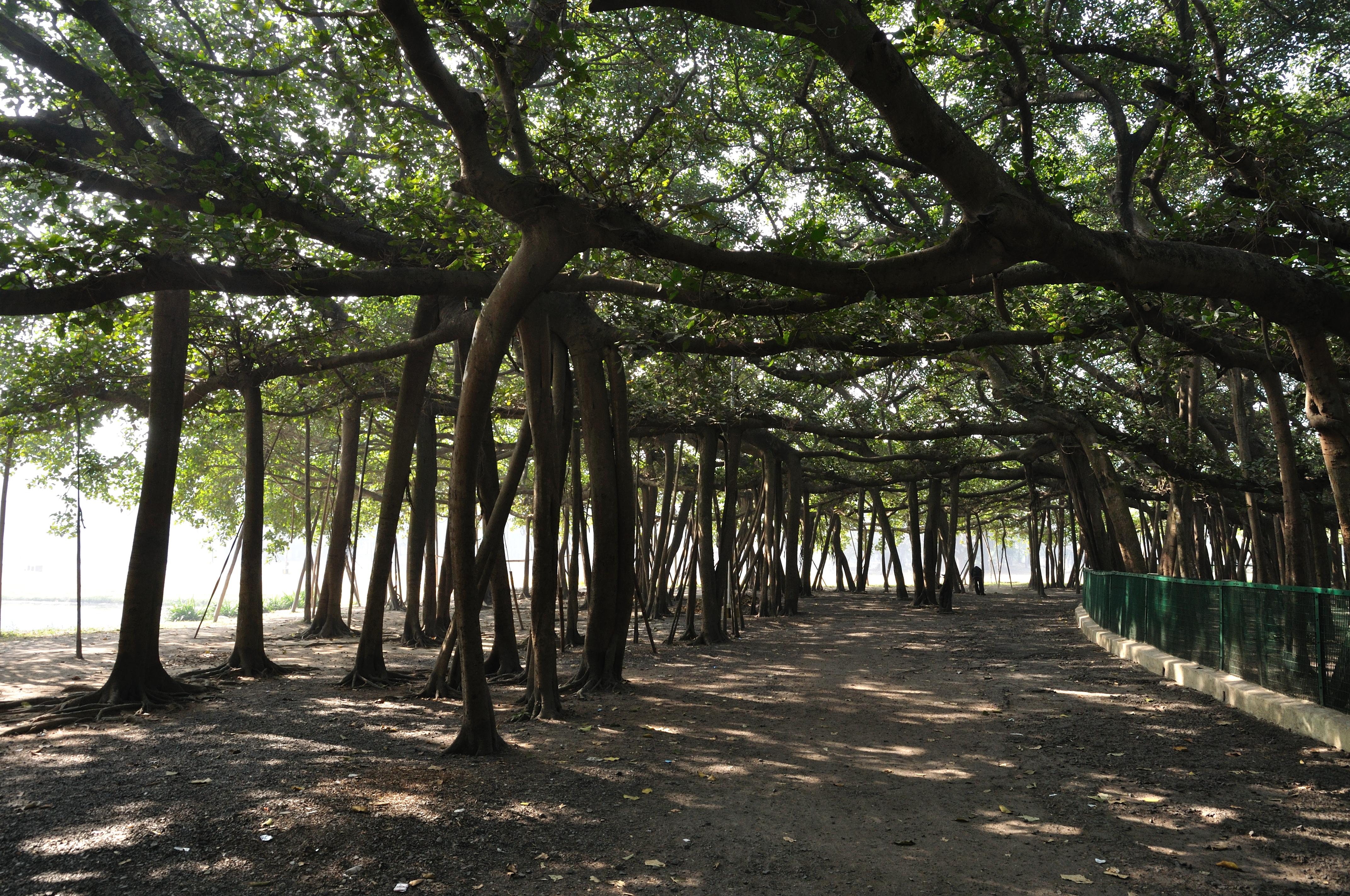 Belur Math & Great Banyan Tree Nature Tour image 1